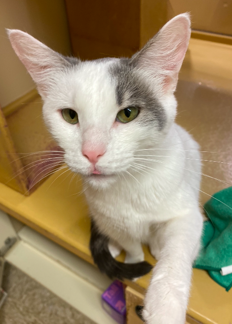 adoptable Cat in Naperville, IL named Grand Rapids