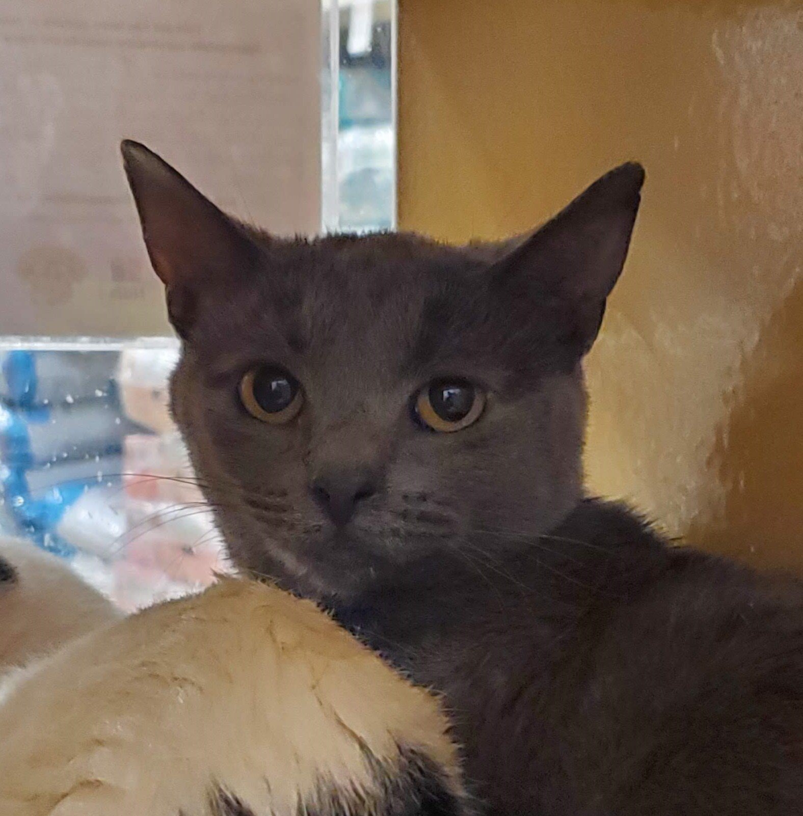 adoptable Cat in Naperville, IL named Los Angeles