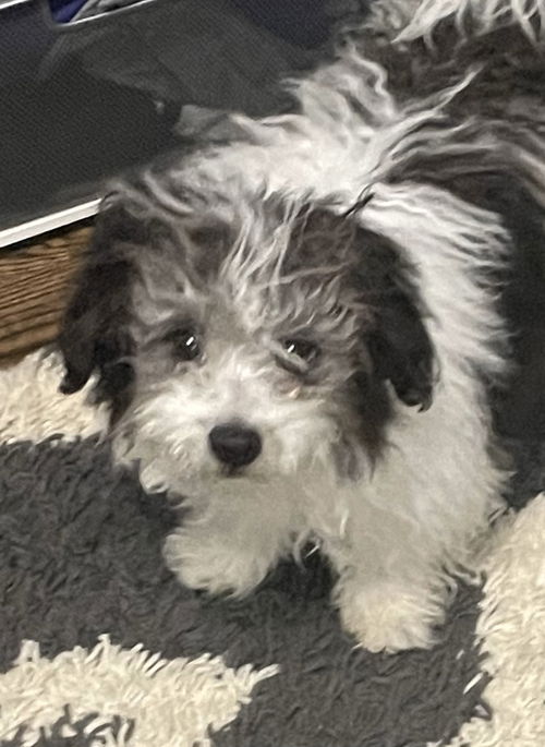 Bandit