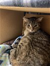 adoptable Cat in wheaton, IL named Kalamazoo
