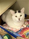 adoptable Cat in , IL named Hinsdale