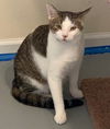 adoptable Cat in Wheaton, IL named Cleveland