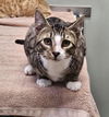 adoptable Cat in Wheaton, IL named Doc