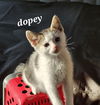 adoptable Cat in Wheaton, IL named Dopey