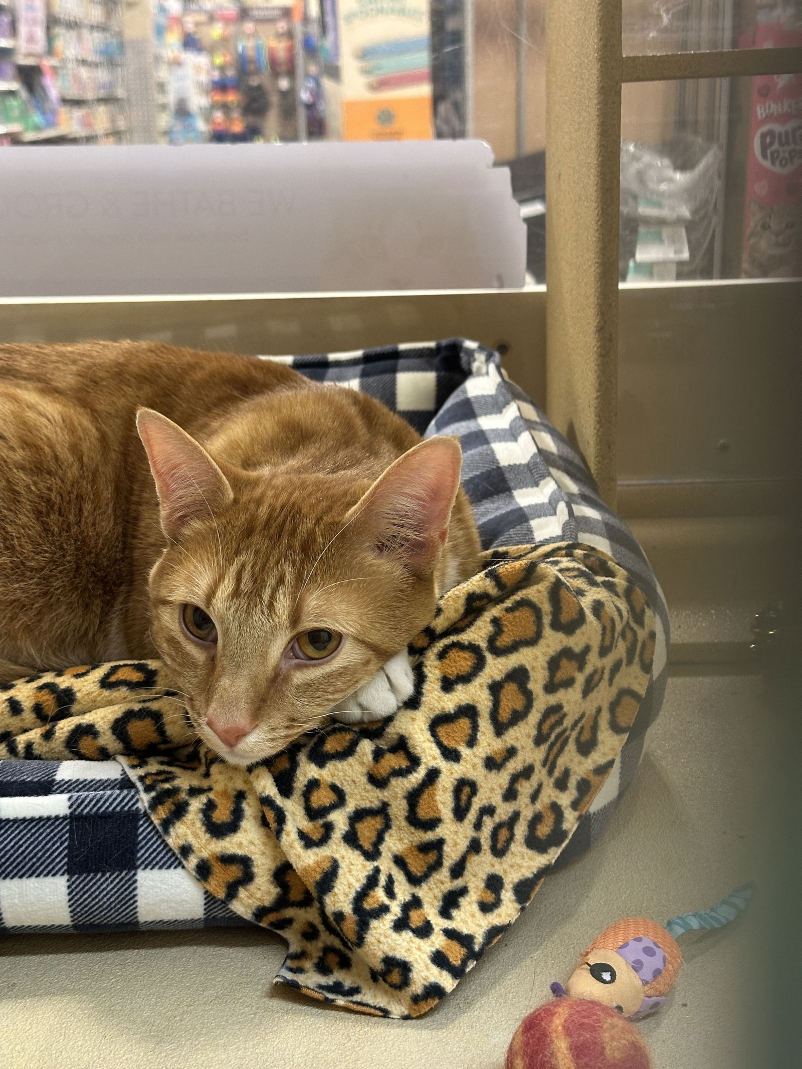 Sleepy  Domestic Short Hair / Tabby (short coat) Male