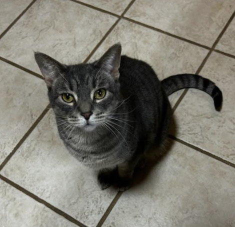 Rochester  Domestic Short Hair (short coat) Female