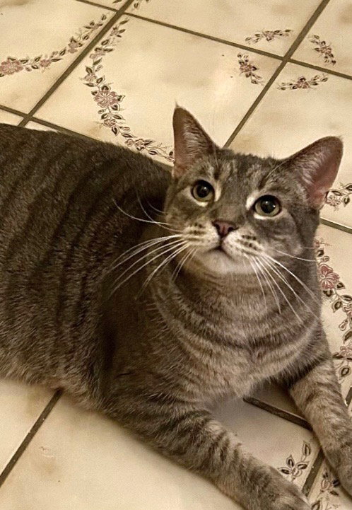 ROCHESTER - Domestic Short Hair available for adoption