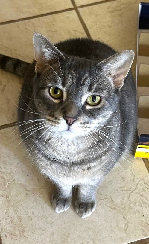 Rochester  Domestic Short Hair (short coat) Female