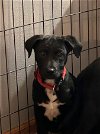 adoptable Dog in wheaton, IL named Poppy
