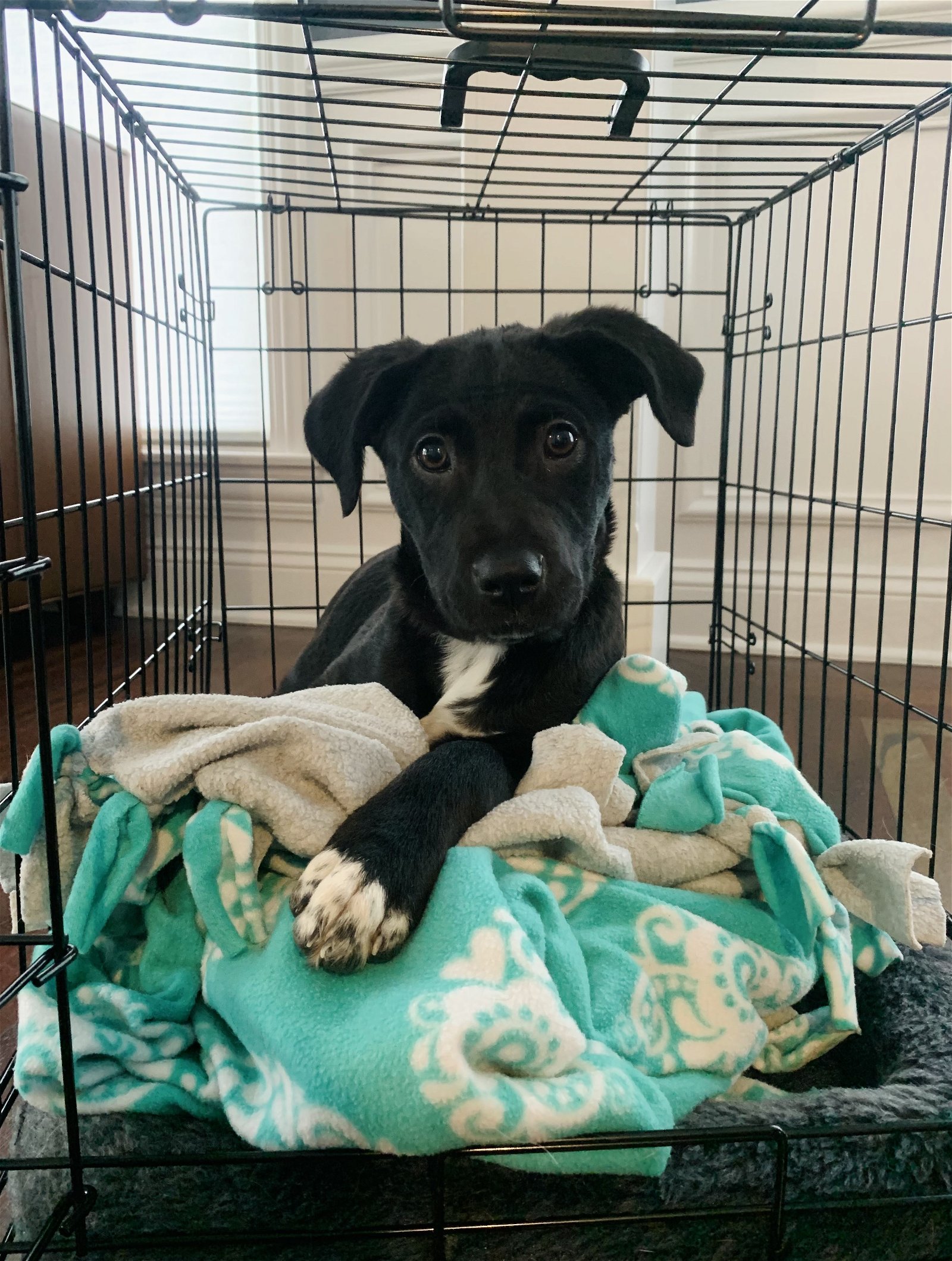 adoptable Dog in Wheaton, IL named Poppy