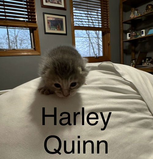 Harley Quinn (on Cersei's profile)