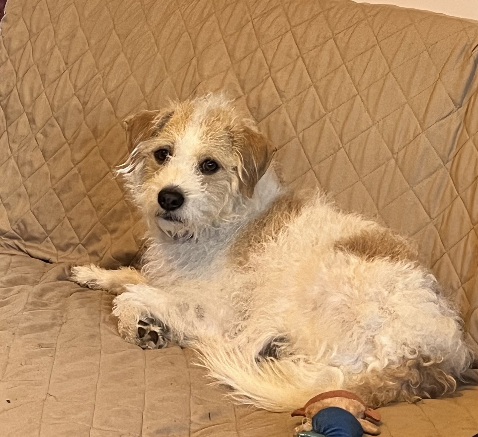 adoptable Dog in Wheaton, IL named Maximo