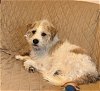 adoptable Dog in wheaton, IL named Maximo