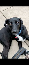 adoptable Dog in Wheaton, IL named Busch