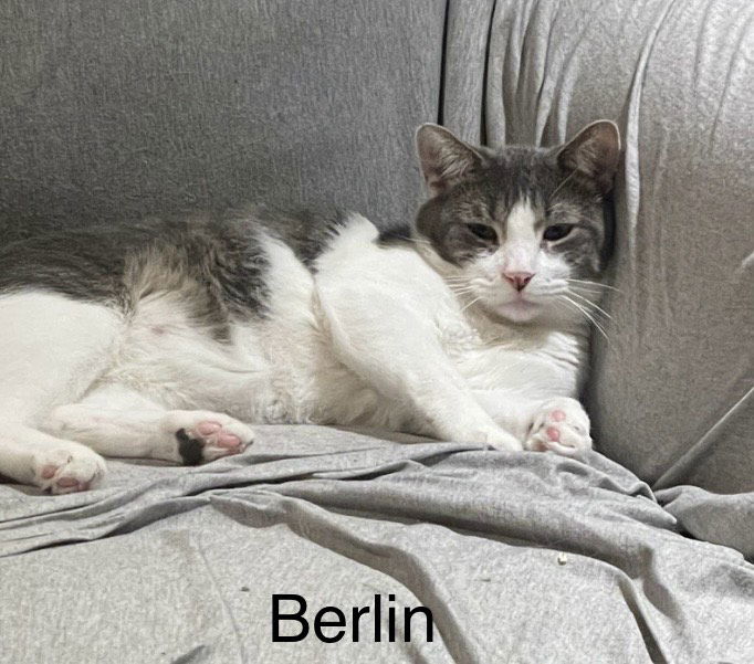 Berlin  Domestic Short Hair (short coat) Male