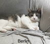 adoptable Cat in Wheaton, IL named Berlin