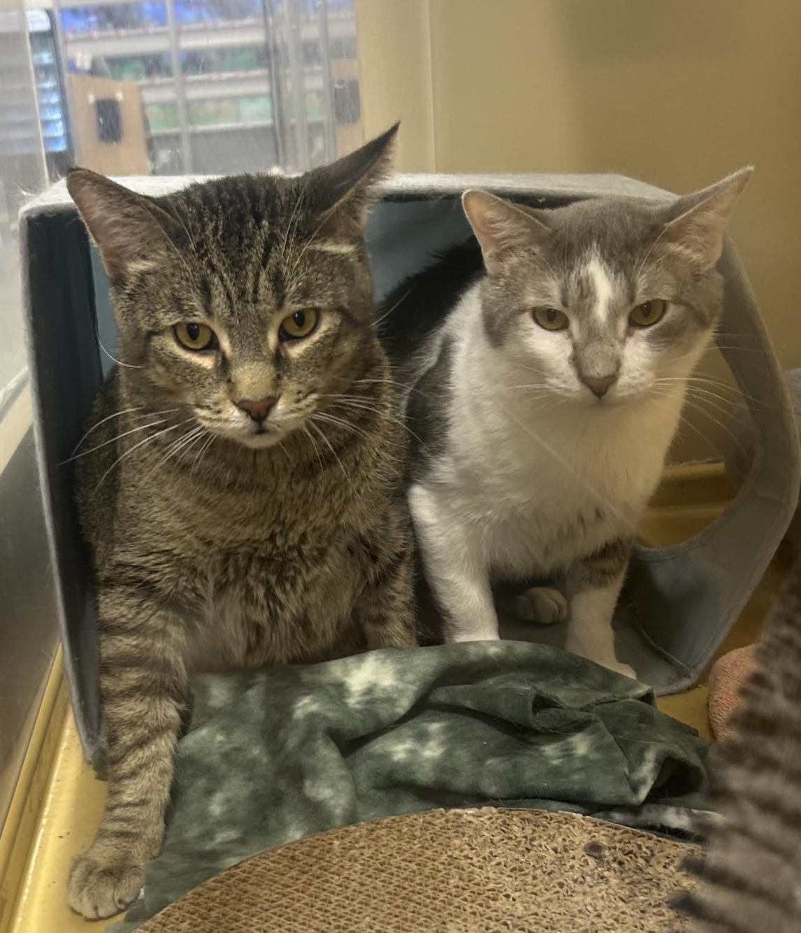 Benito and Rio (bonded pair)  Domestic Short Hair (short coat) Male