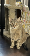 adoptable Cat in Wheaton, IL named Benito