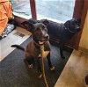adoptable Dog in wheaton, IL named Greyson