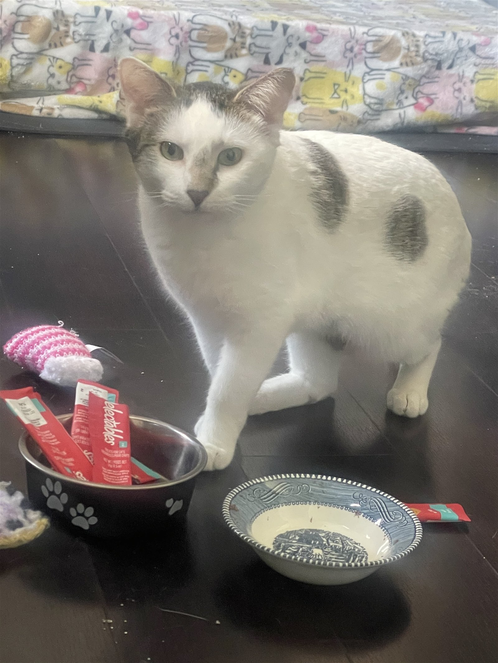 adoptable Cat in Wheaton, IL named Sienna