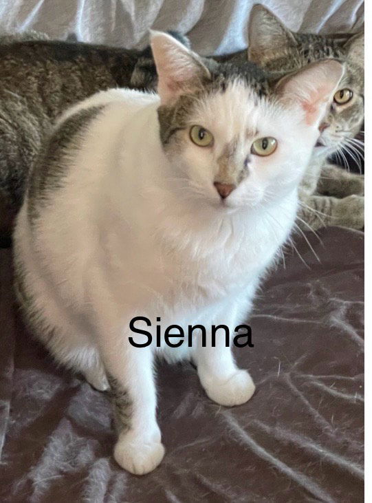 Sienna  Domestic Short Hair (short coat) Female