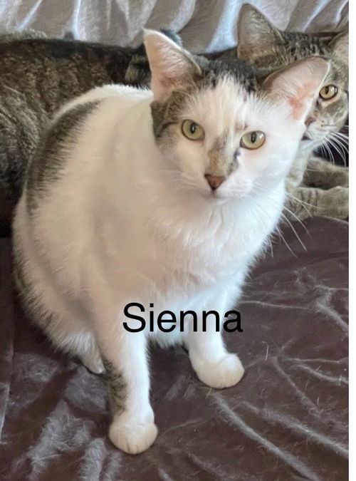 Sienna