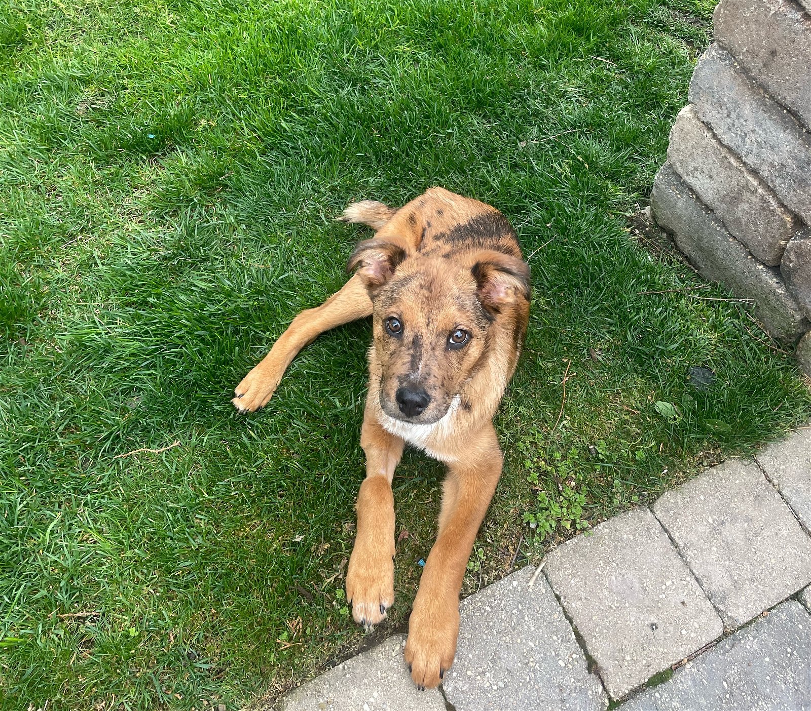 adoptable Dog in Wheaton, IL named Scottie