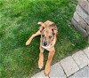 adoptable Dog in wheaton, IL named Scottie