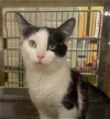 adoptable Cat in naperville, IL named Oyster Bay