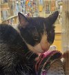 adoptable Cat in , IL named Manhattan