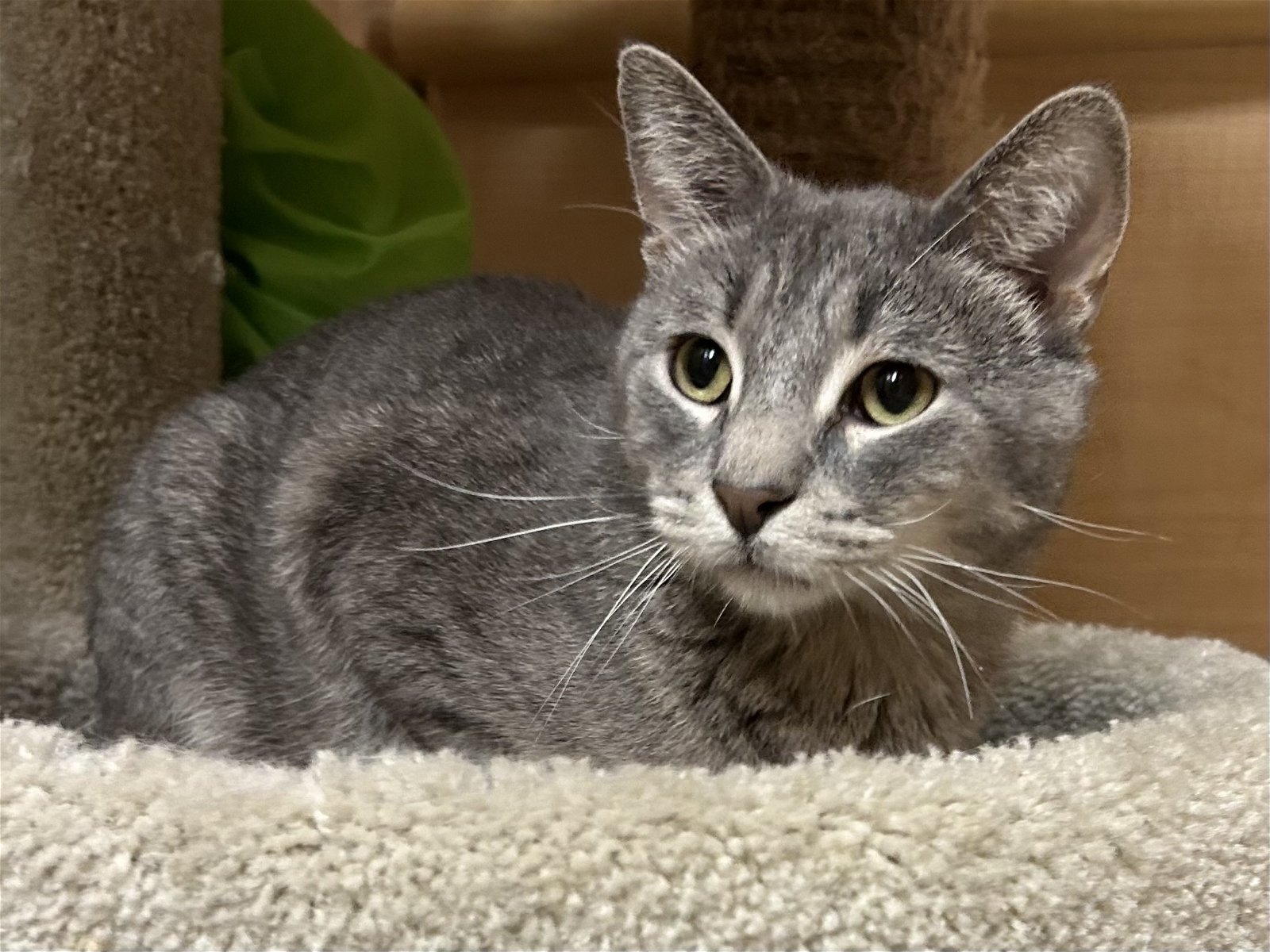 adoptable Cat in Naperville, IL named San Juan