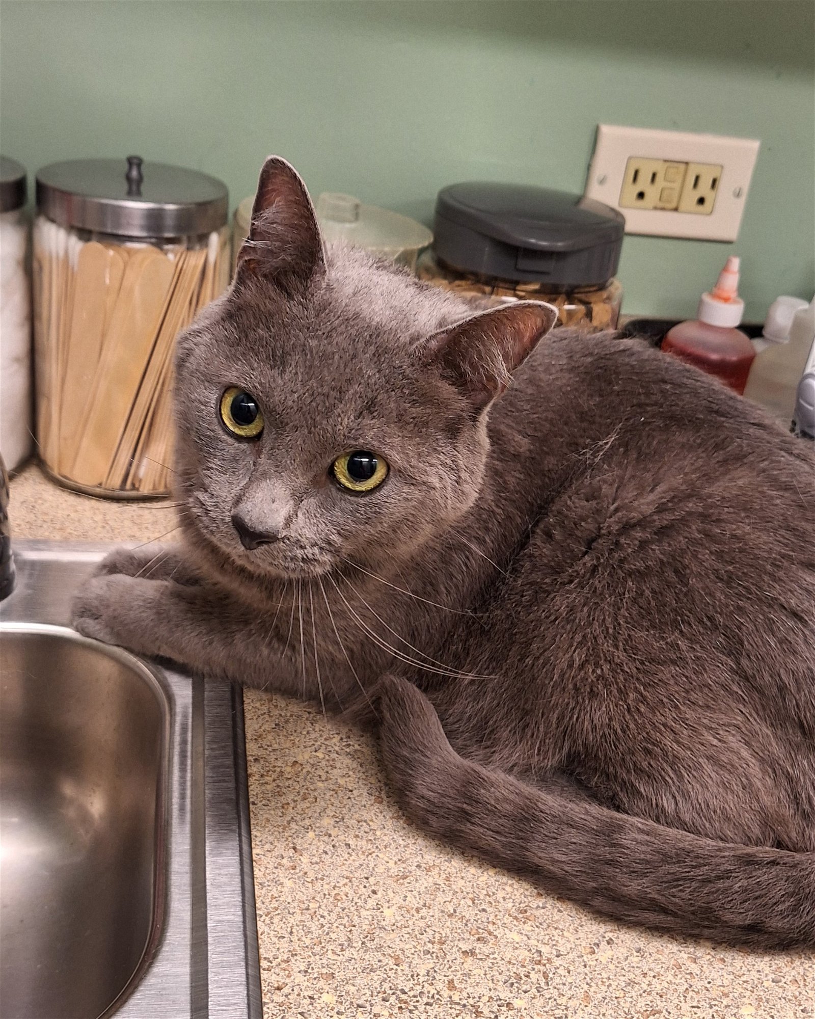 adoptable Cat in Wheaton, IL named Smokey **Front Paw Declaw**