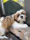 Ted