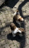Ted