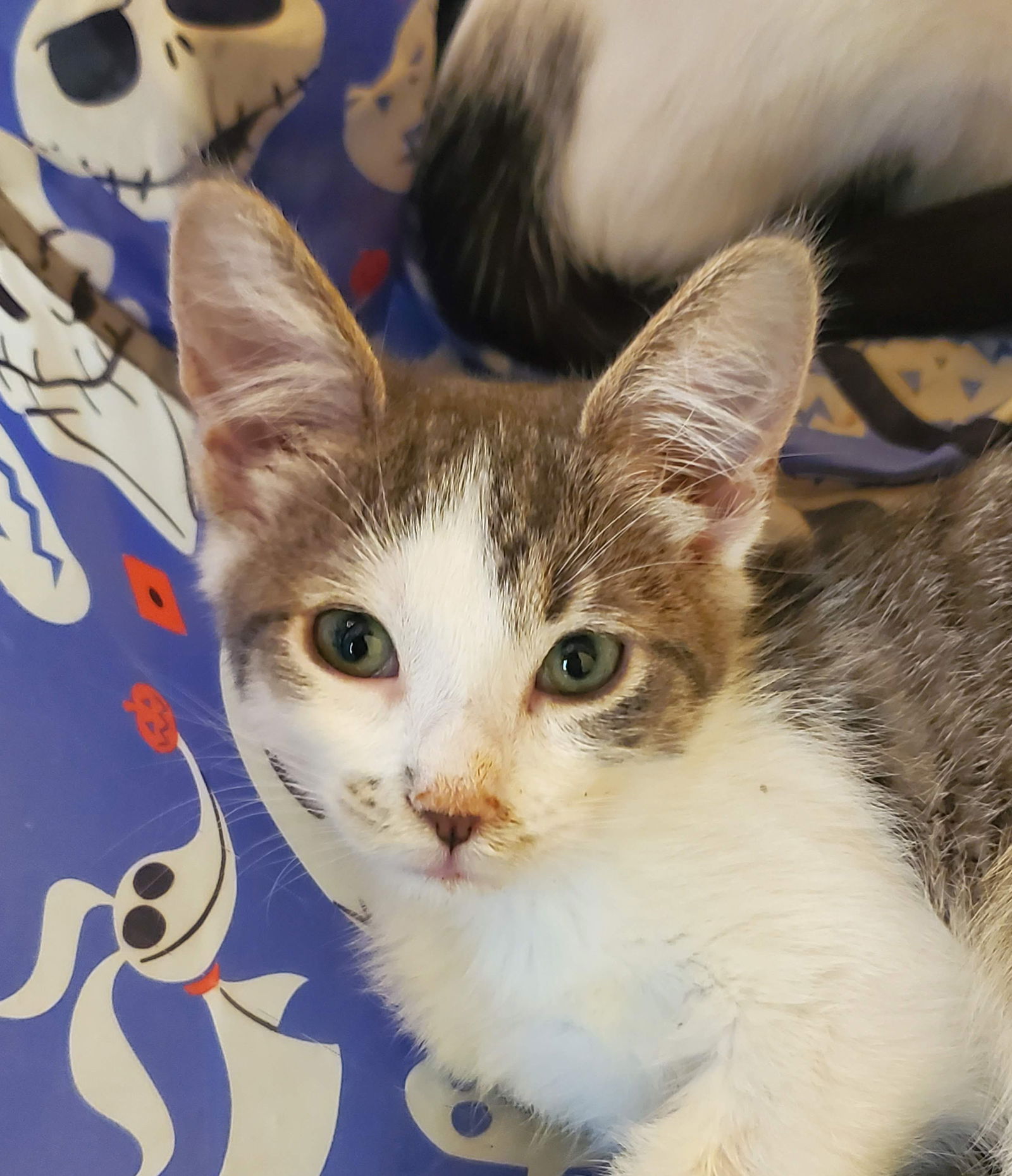 adoptable Cat in Wheaton, IL named Kismet **Wobbly Kitten**