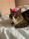 adoptable Cat in wheaton, IL named Lily **declawed**
