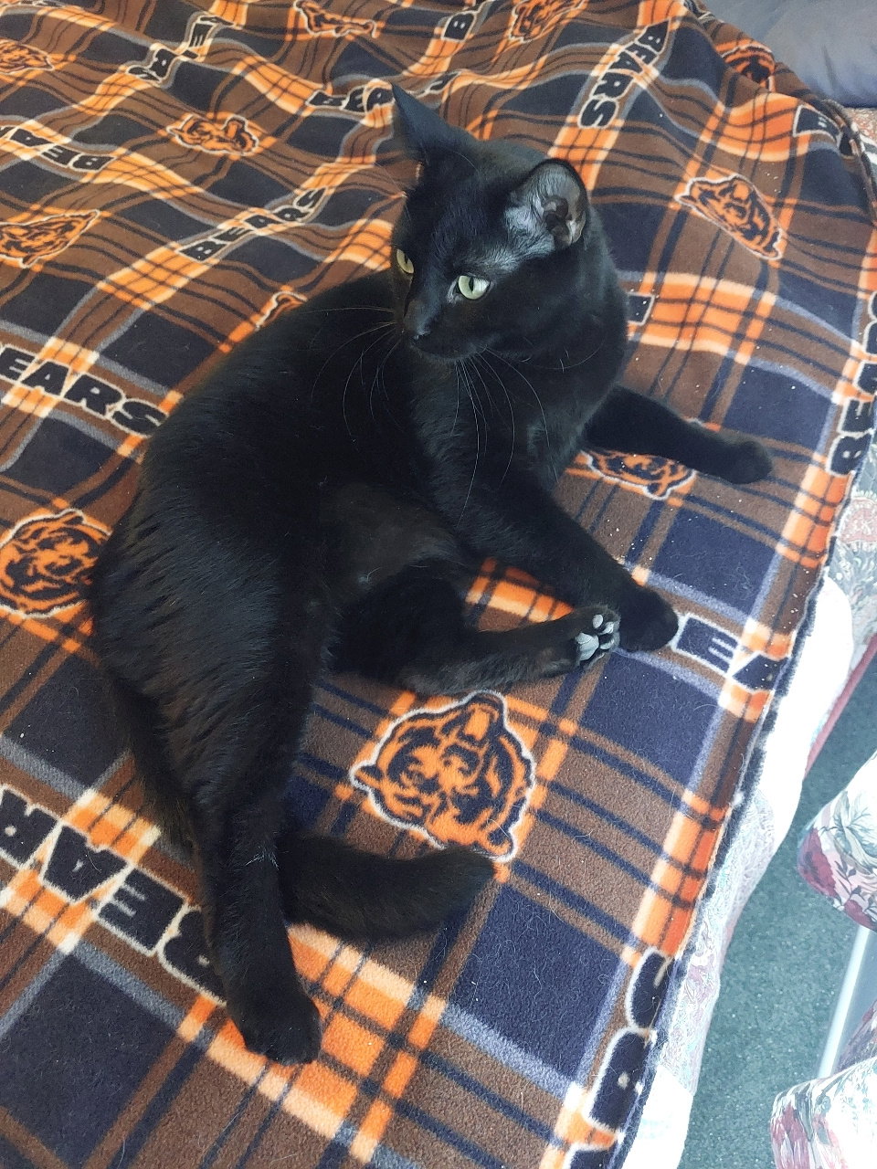 Max (aka Major) - 4 paw declaw  Domestic Short Hair (short coat) Male
