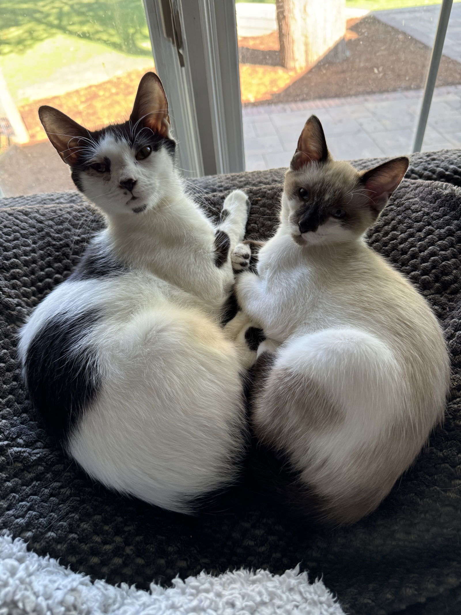 Athena & Hera (Bonded Pair)  Domestic Short Hair / Siamese / Mixed (short coat) Female