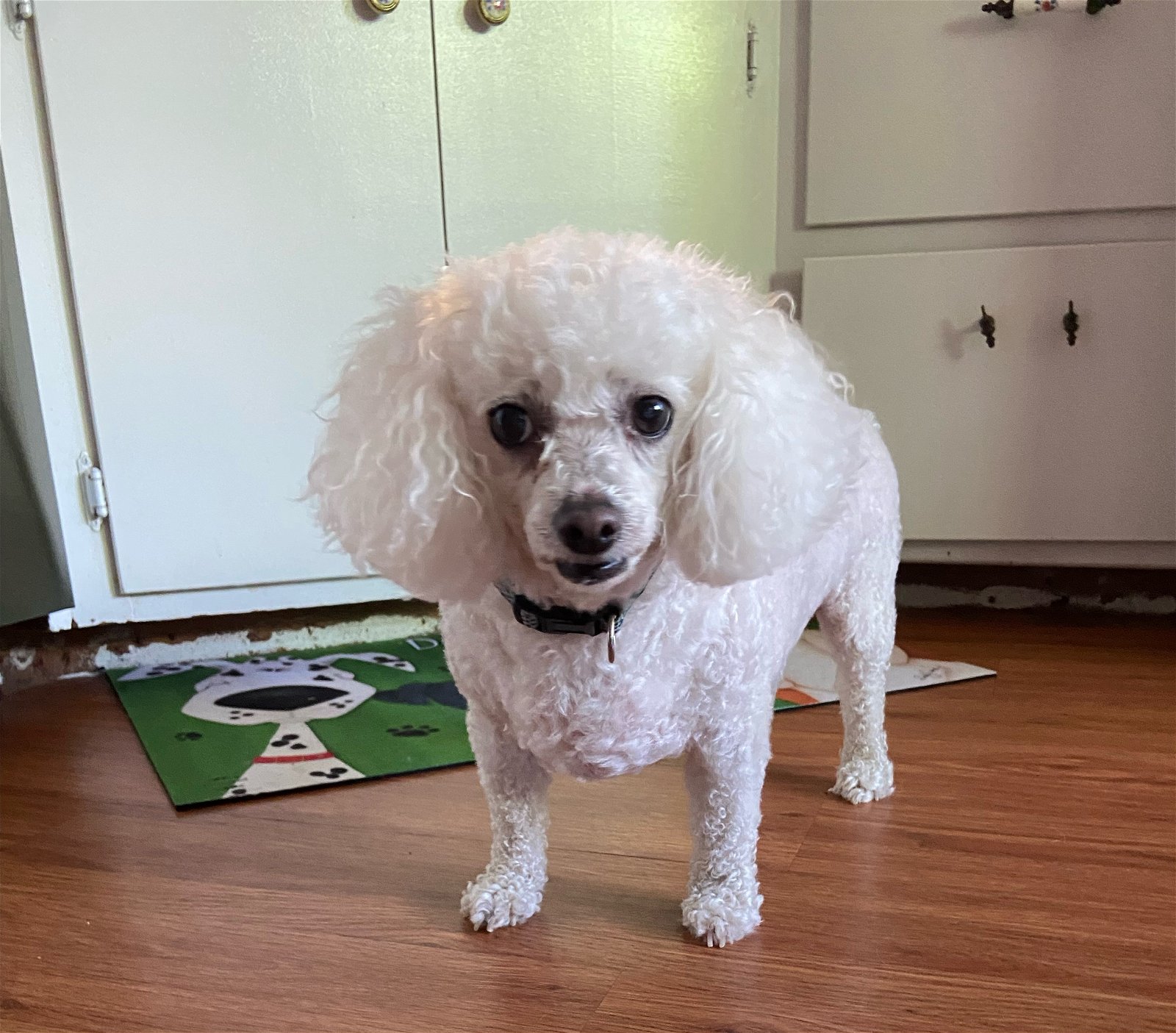 Lucy Small Poodle (Miniature) (long coat) Female