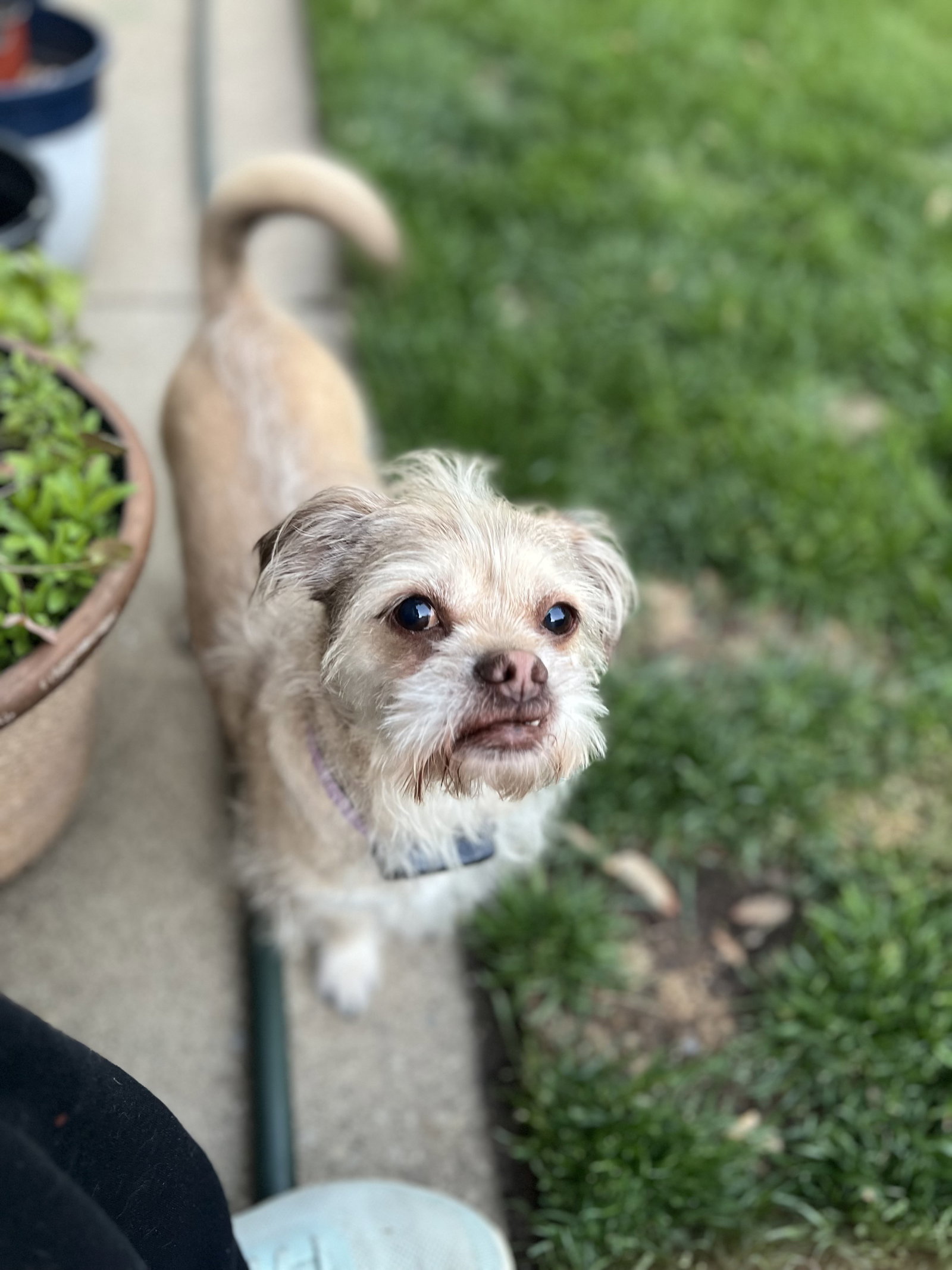 Angel Small Terrier / Mixed (medium coat) Female