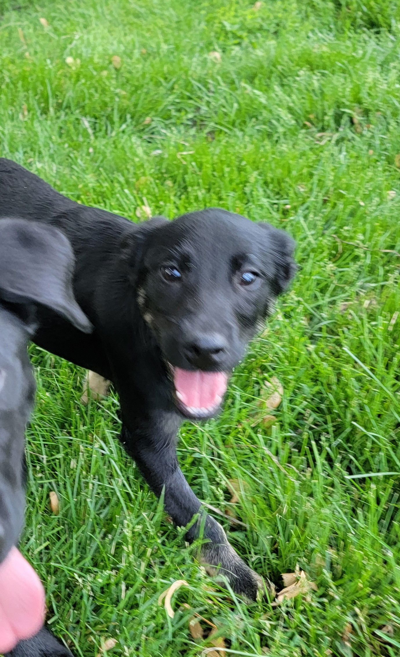 Dog for Adoption - Rainy, a Retriever in Wood Dale, IL | Alpha Paw