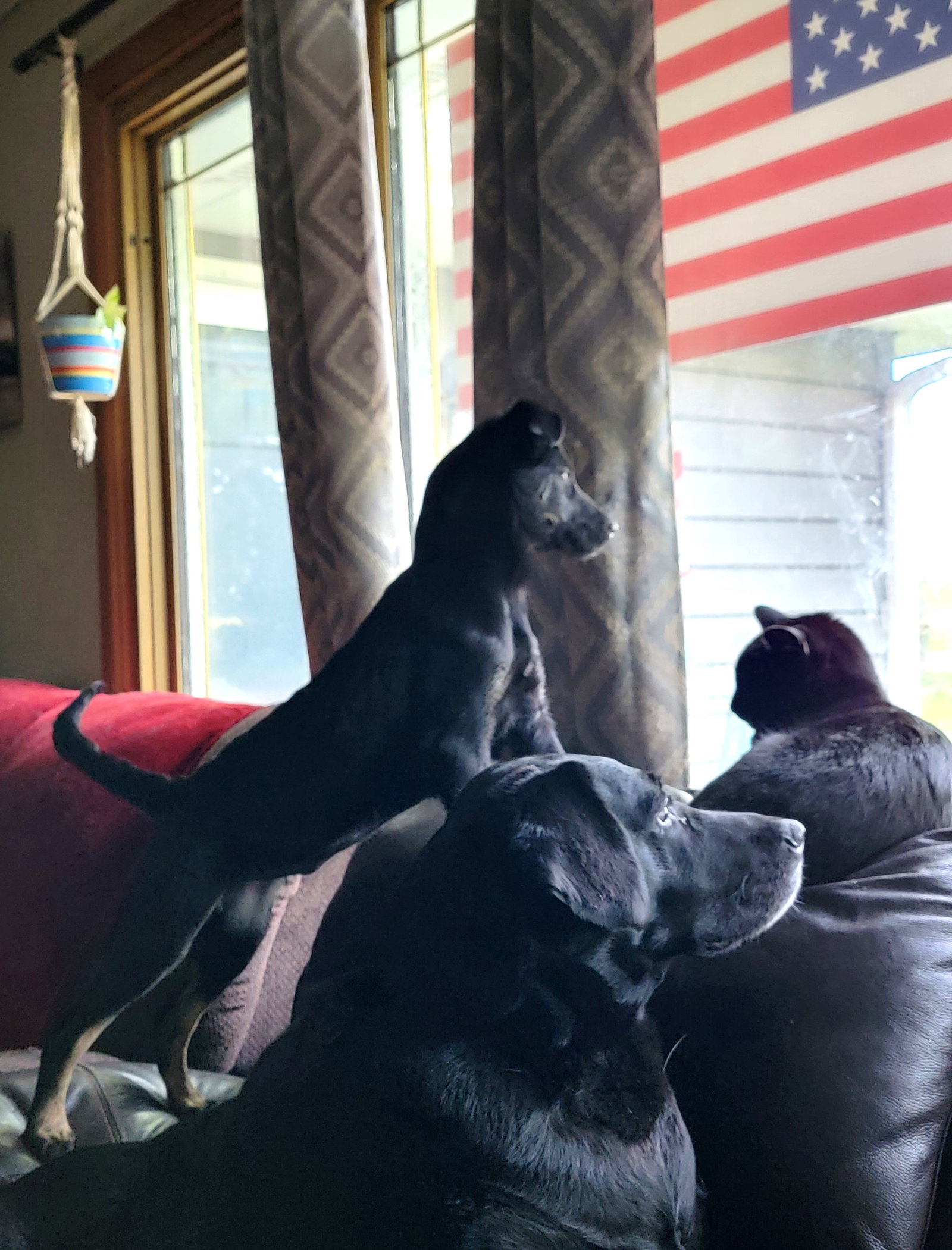Dog for Adoption - Rainy, a Retriever in Wood Dale, IL | Alpha Paw