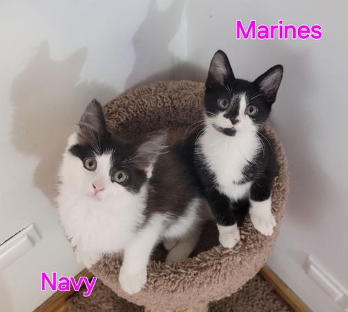 Navy & Marines (bonded pair)
