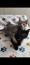 Wayne & Neil (**bonded pair)