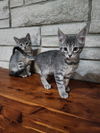 Wayne & Neil (**bonded pair)