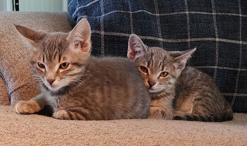 Wayne & Neil (**bonded pair)