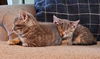 Wayne & Neil (**bonded pair)