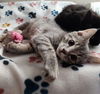 Wayne & Neil (**bonded pair)