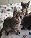 Wayne & Neil (**bonded pair)