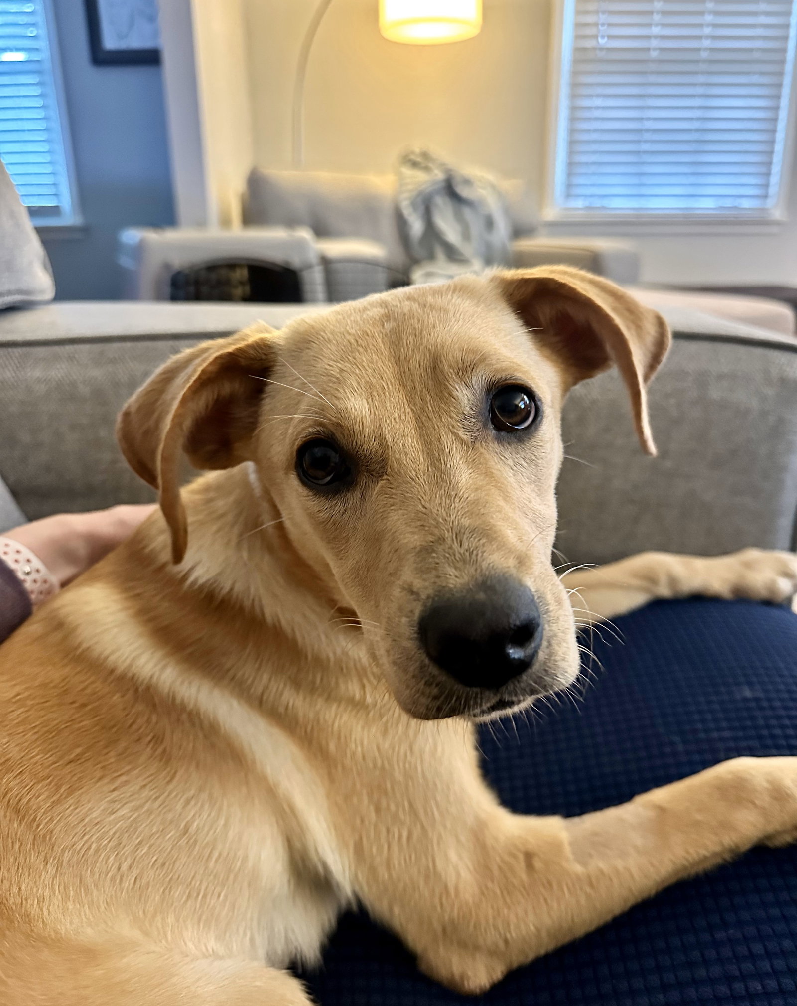 Chicago Lab Rescue Dog for Adoption - Winnie, a Labrador Retriever in Chicago, IL | Alpha Paw